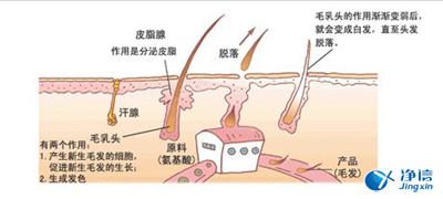  毛發(fā)毒品檢測儀檢測腿毛