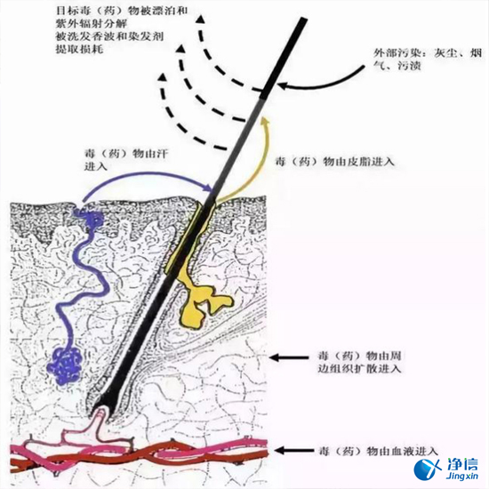  毛發(fā)毒品檢測儀檢測腿毛竟可以測出吸毒?做了全身脫毛也可以？